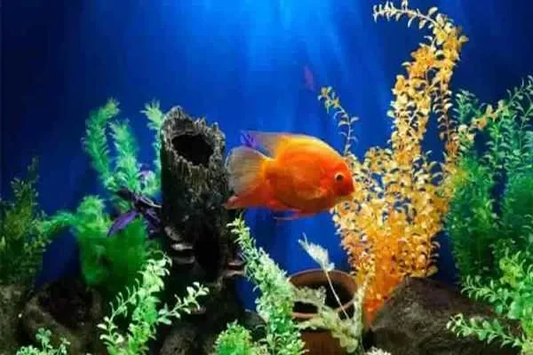 Image of: Pets Villa